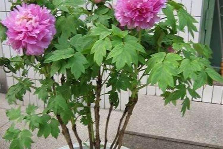 牧丹施肥施多了,叶子有点干枯,该怎么施救,