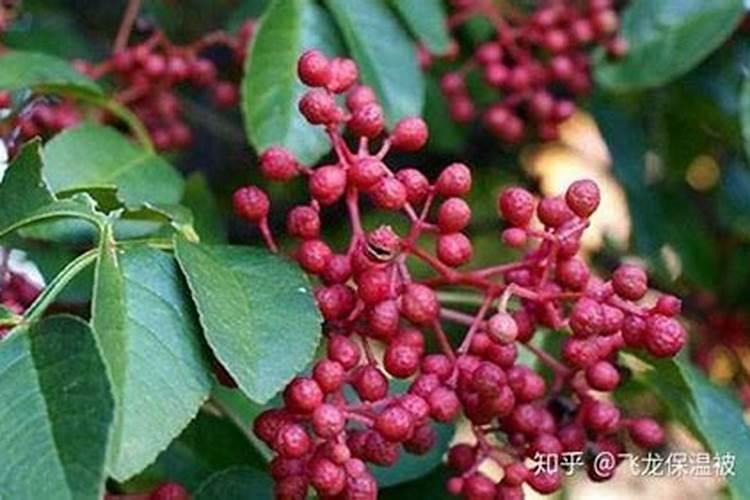 花椒树施什么肥