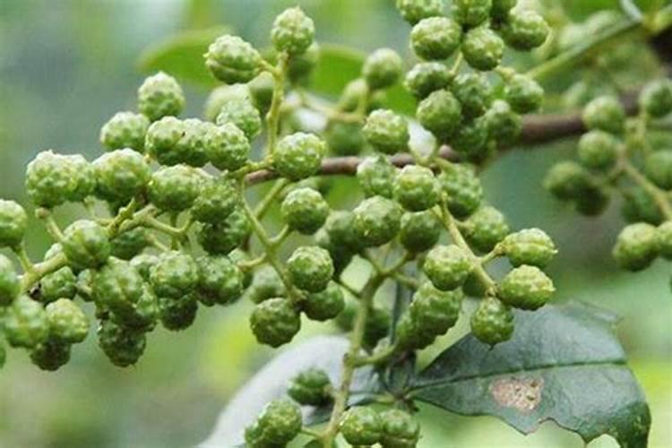 花椒树施什么肥