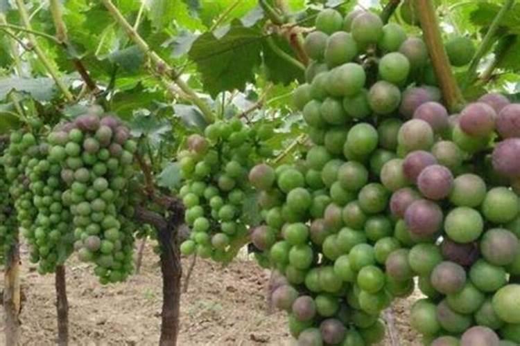 辣椒彭果用什么化肥