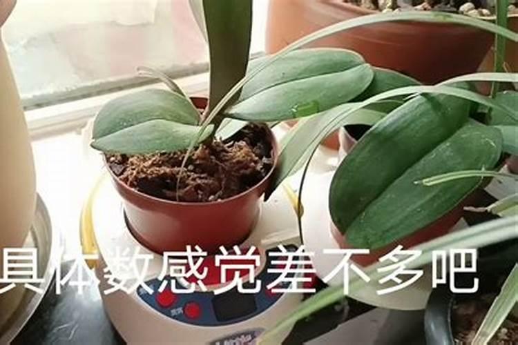 小麦拔节期后喷什么叶面肥？硼肥加上它喷2次,增产很明显