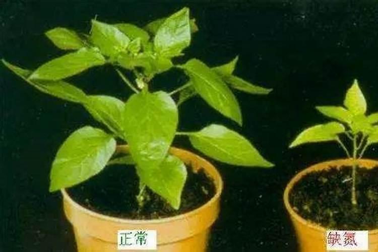 黄豆怎么做肥料
