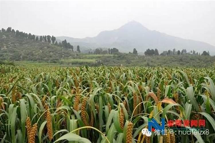 花肥哪些含钾肥