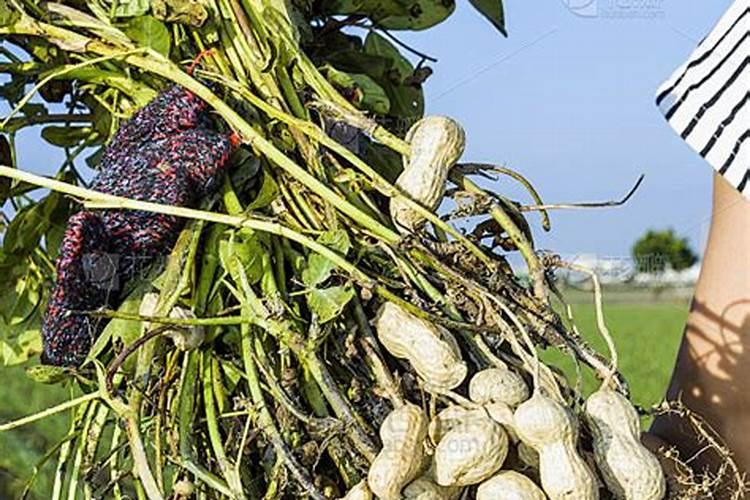 花生什么时候打钙肥