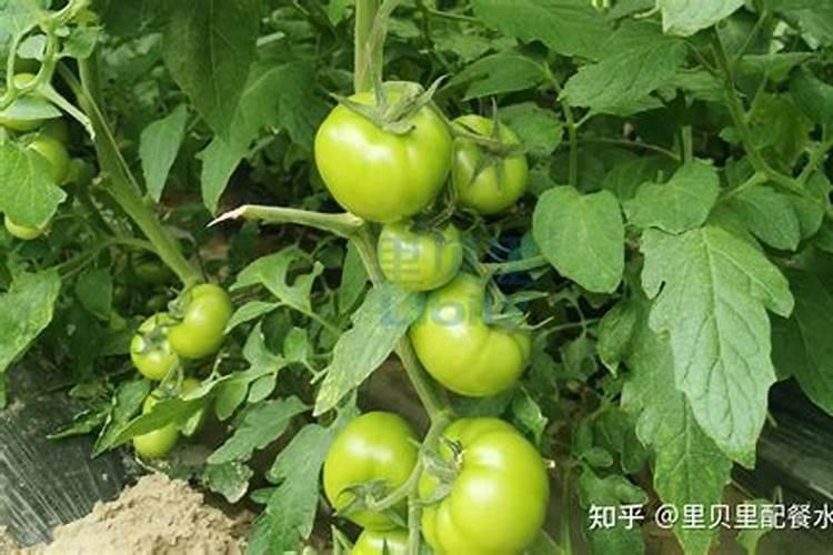 什么有机肥是氮肥