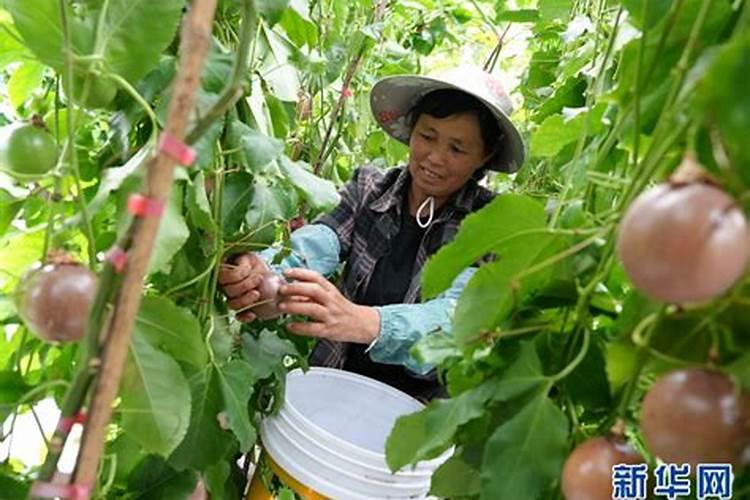 月季花可以用磷酸二氢钾肥吗(月季适合施什么肥料长得好)
