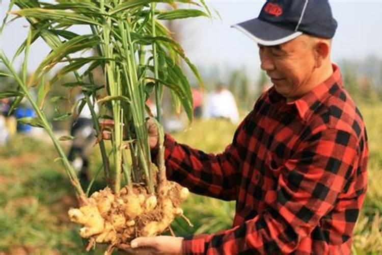 甜瓜的栽培技术