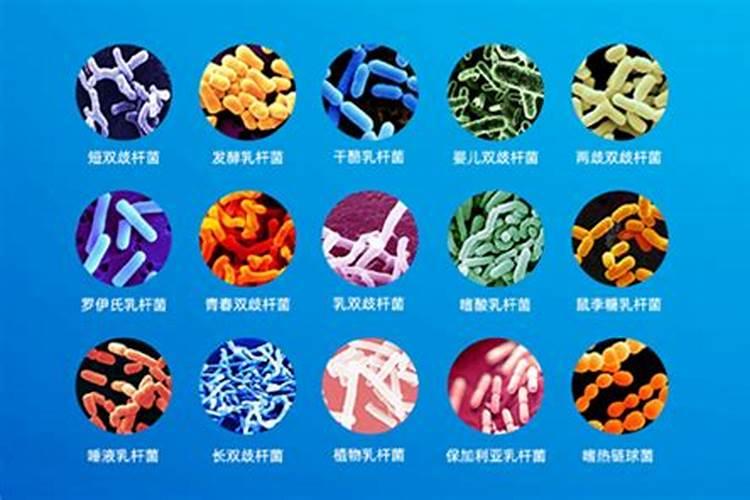 月季要施什么肥料