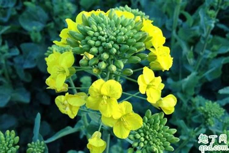 种植油菜为什么要施硼肥油菜啥时候施硼肥好