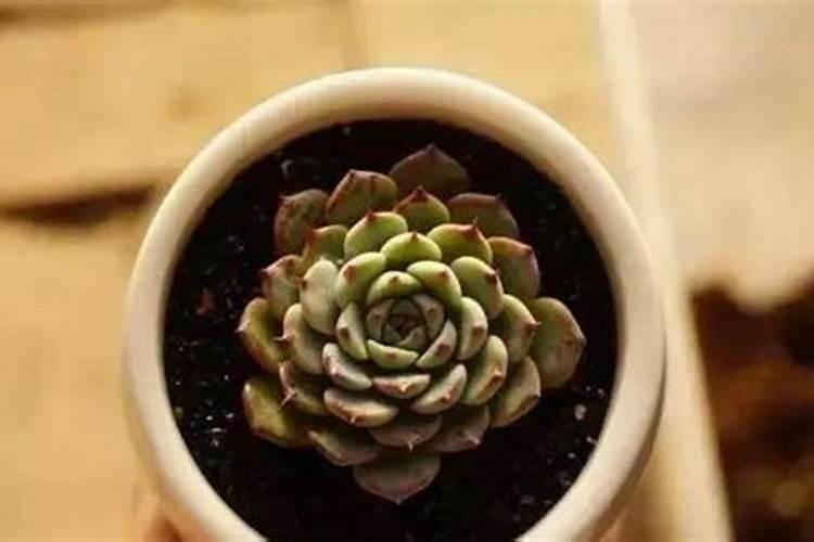 大量元素水溶肥为什么都说进口的好？？具体好在哪呢？