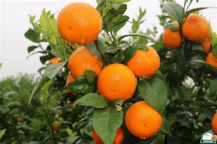 上市公司农业股票有哪些龙头股份？