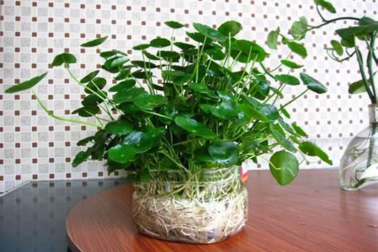 玉米几个叶喷叶面肥