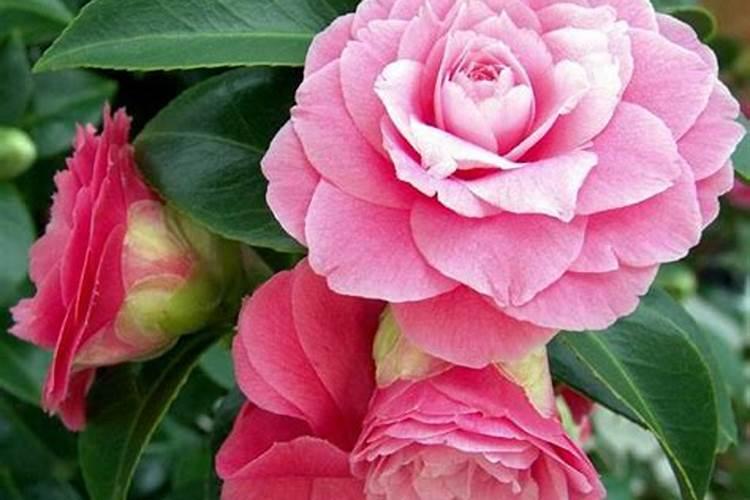 《dnf》里的顺口溜“猛龙幻影接拔刀”下面几句是什么？