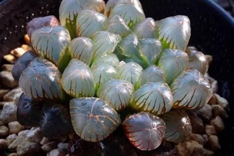 大蒜适合什么肥料