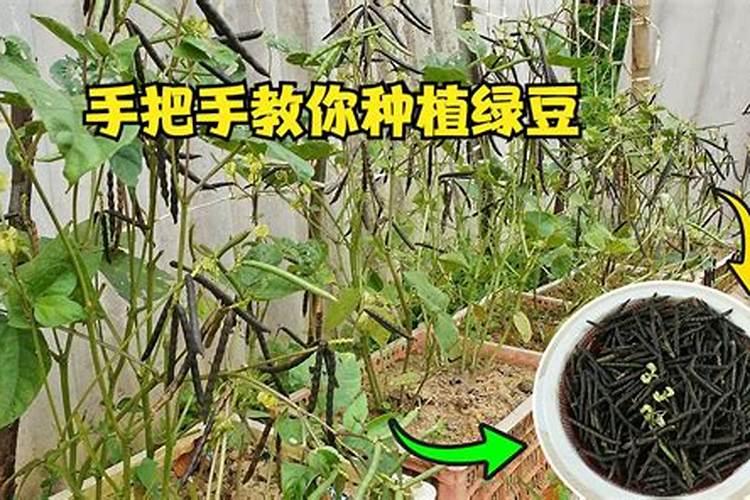 棉花施钾肥最佳时间 使用方法及注意事项