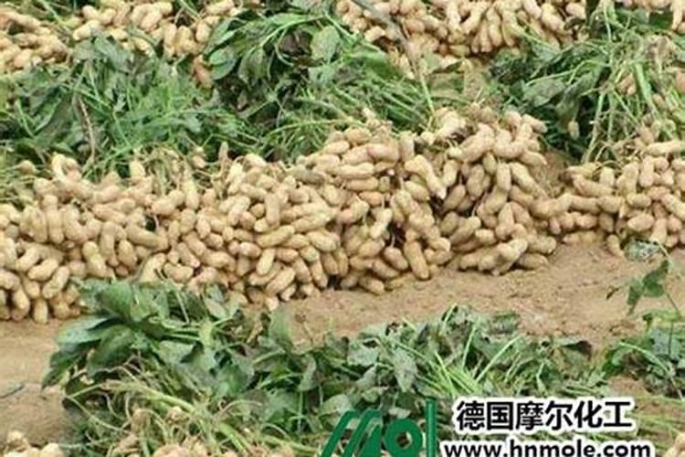 种花生用什么肥料好 该怎么种植