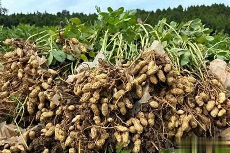 种花生底肥用什么最好