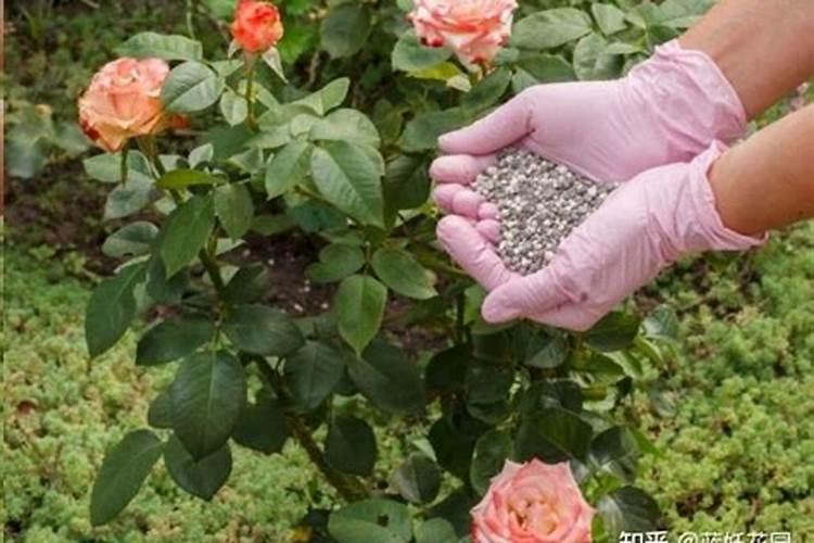 月季花施什么肥？