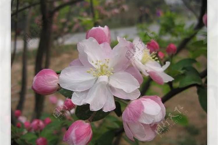 秋肥到底该如何选？高氮、平衡、高钾各有什么差别？