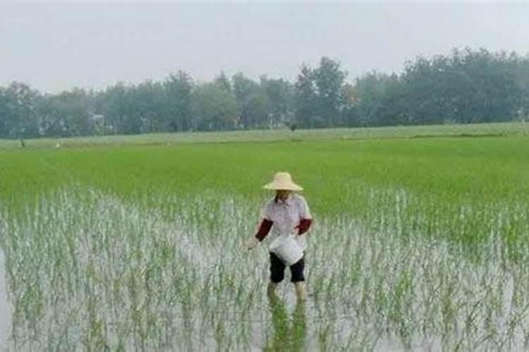 一亩玉米地该施多少肥料？