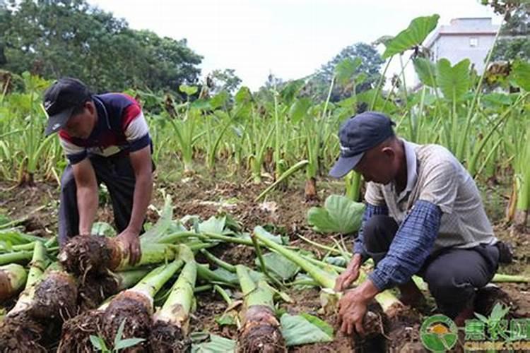 竽头三伏天时要施什么肥好