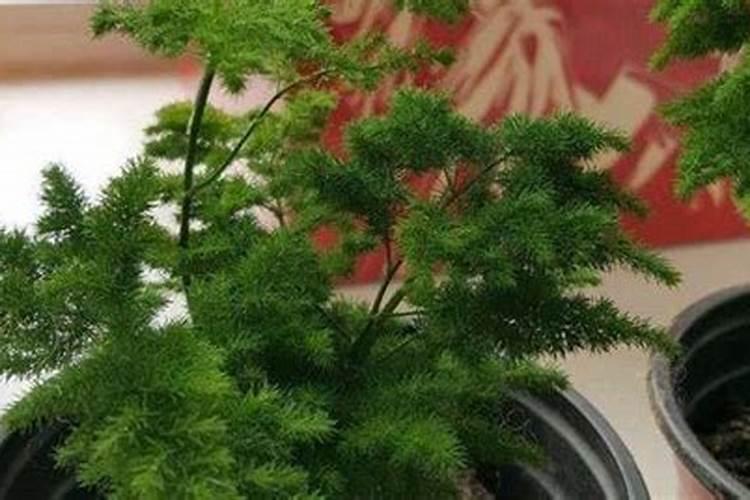 硼肥是什么样子的？