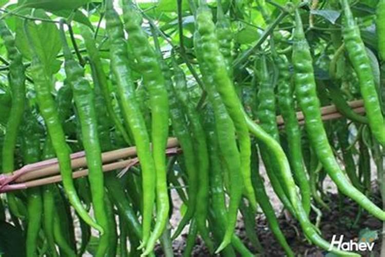 花树什么时候施肥最好