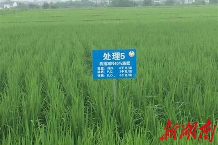 秧苗插下去十五日施什么肥