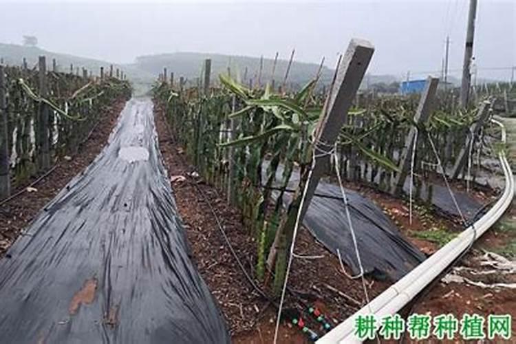 草莓施肥时间和方法