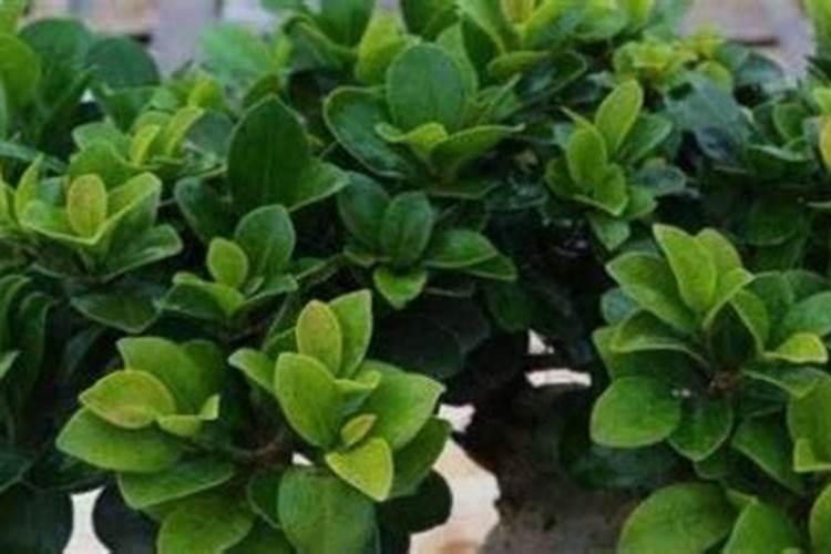 盆栽榕树怎样施肥