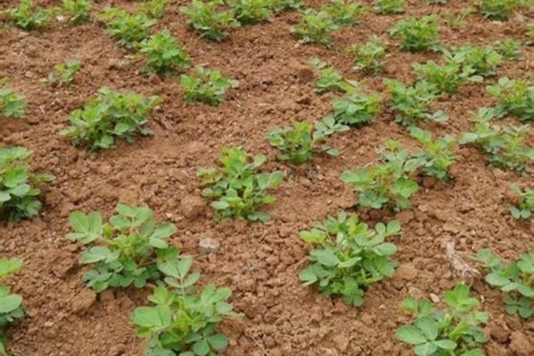 幸福树冬天用什么肥料？