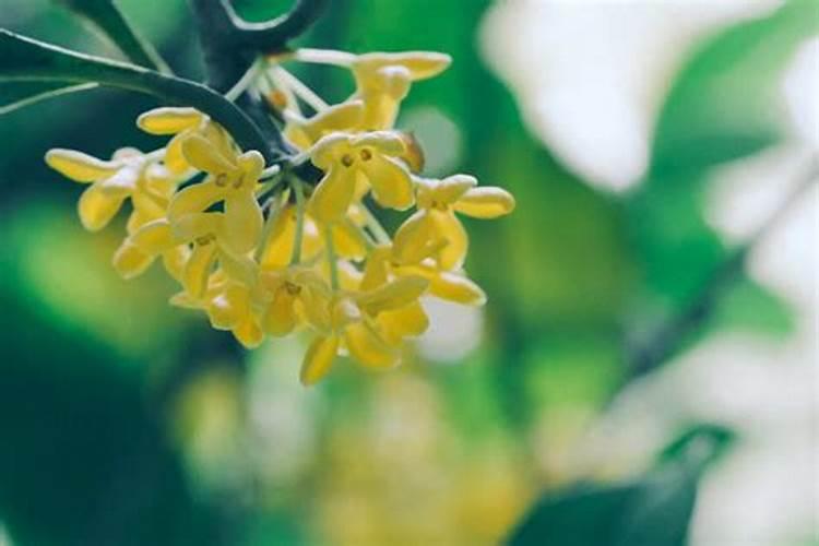 桂花树枝叶少用什么叶面肥能让枝叶茂盛