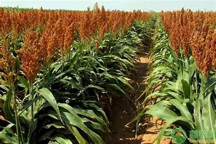 能使蛋白质变性的物质有 ①硫酸钾 ②甲醛 ③氯酸钾 ④硝酸钡 ⑤百度...