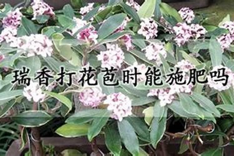 栀子花花苞时浇什么肥料(栀子花施什么肥才能长出花蕾)