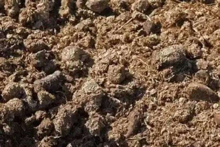 桉树冬天施肥有效吗