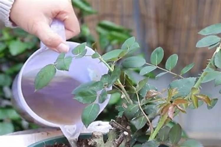 老师:月季花叶子枯黄是缺肥料吗？施什么肥料？