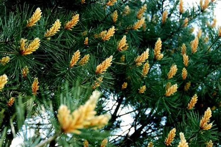 白皮松大树施什么肥怎样施肥 – 手机爱问