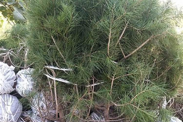 冬季白皮松上什么化肥好