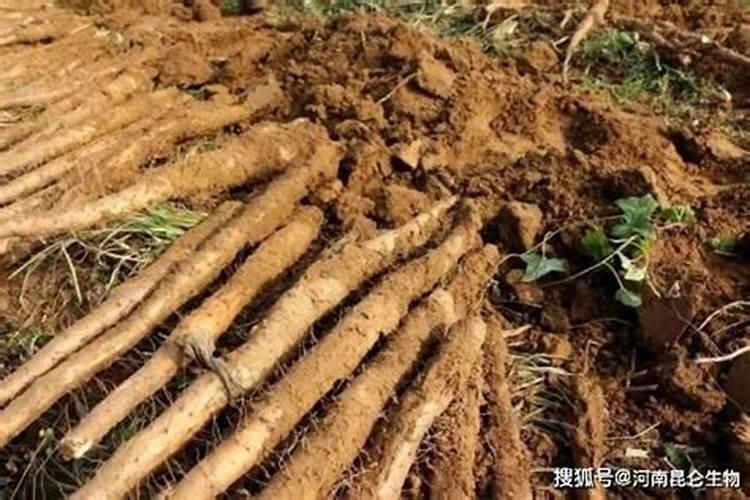 冷库储存山药用什么杀菌剂
