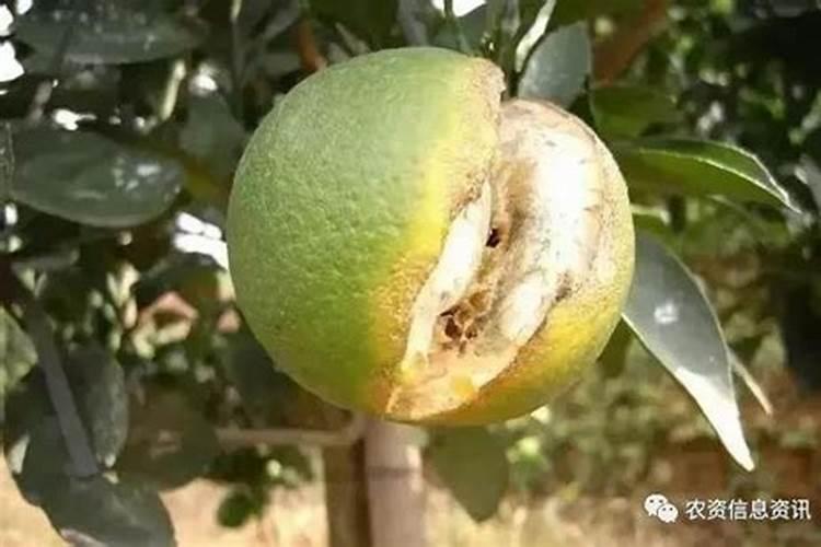 桃树一年要施几次肥