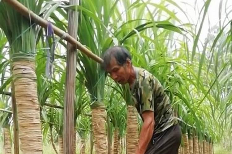 补钾最好的药是什么药