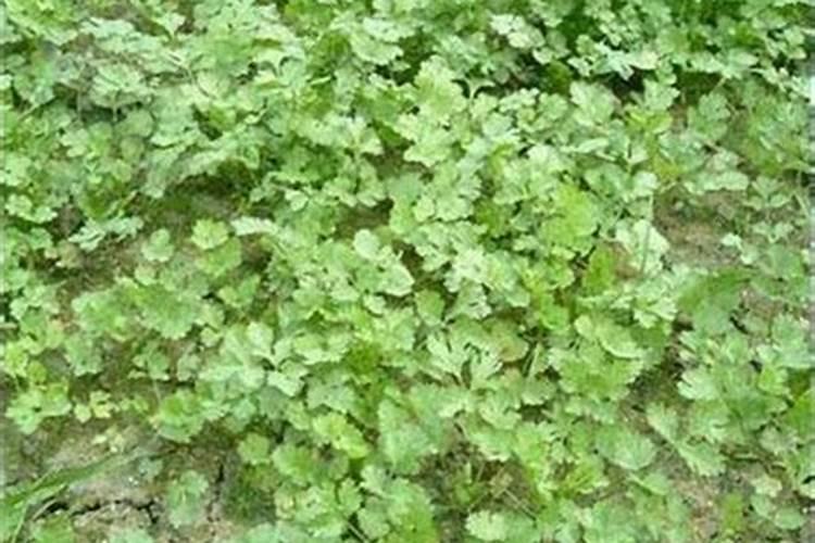 含氮的肥料是20好还是30好？