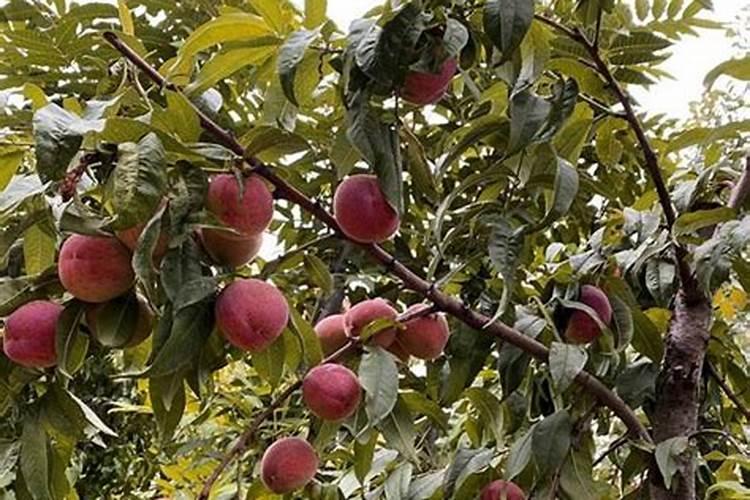 冲施肥与水溶肥的区别,冲施肥配方及使用方法