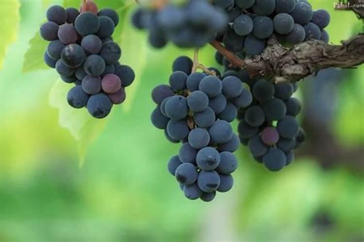 丑橘的种植方法 丑橘怎么种