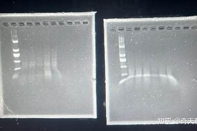 种植蔬菜、食用菌大棚,哪个技术低,好管理？