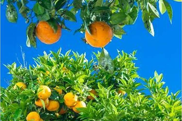 硼肥在柑橘树上的最佳使用时期
