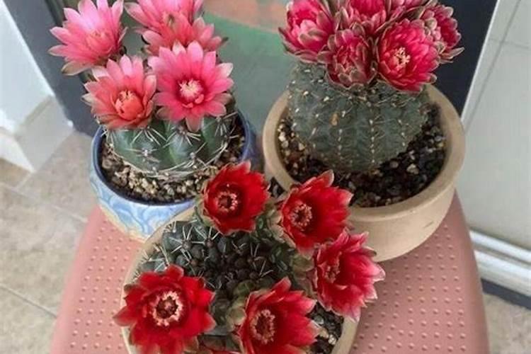 绯花玉开花后怎么处理,花期是什么时候