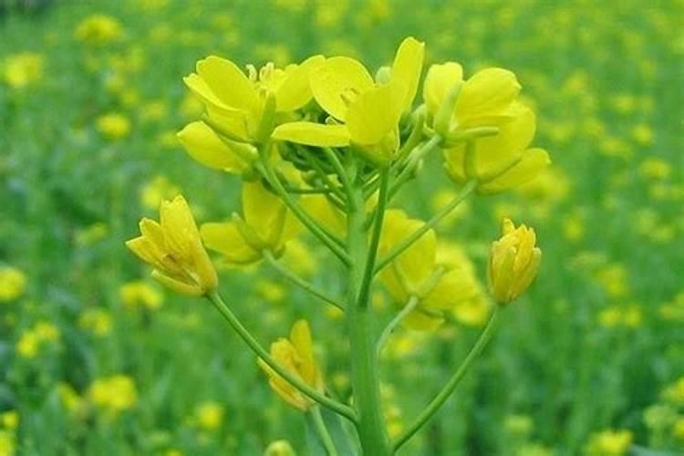 芸苔素多久喷一次比较合适呢？该怎么喷？