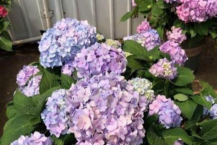 花生追肥用什么肥料好