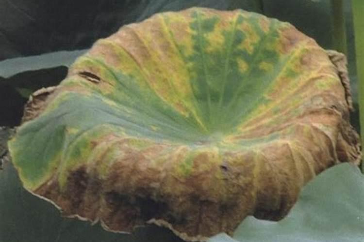 下雨天太阳花施肥好吗